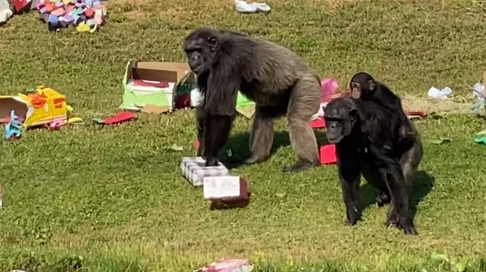  Christmas with the chimps